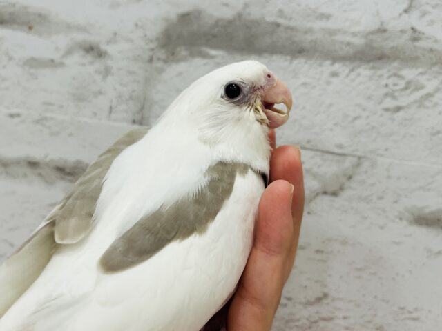 オカメインコ