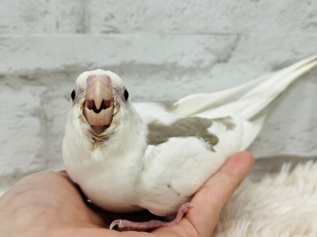 オカメインコ