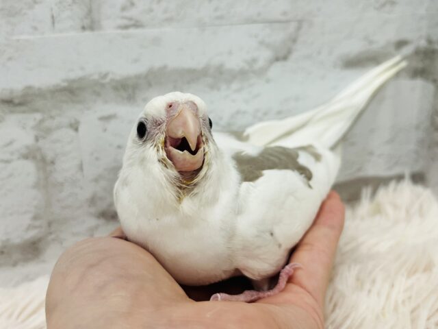 オカメインコ