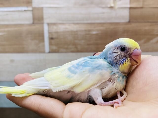 ほわっと染まるブルーがｶﾜｲｲ🩵セキセイインコ（パステルレインボーパイド）🌈