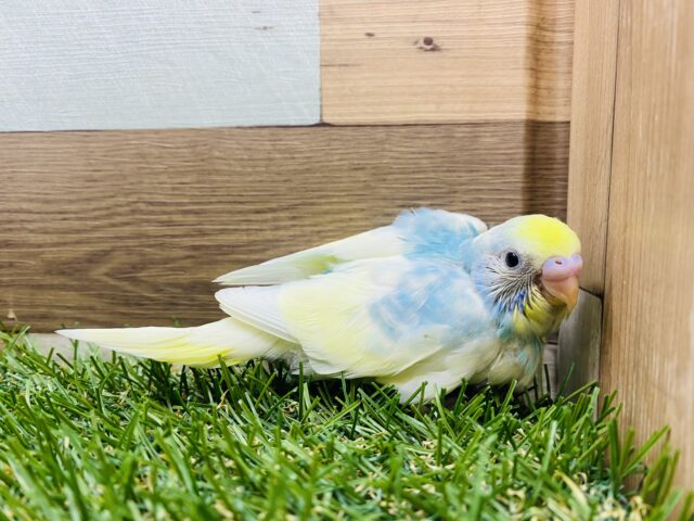 セキセイインコ