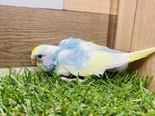 セキセイインコ