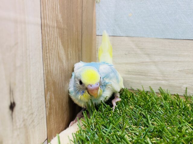 セキセイインコ