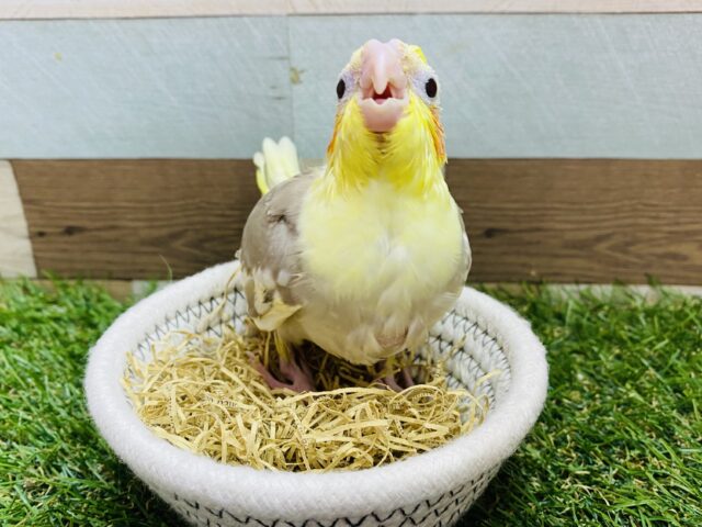 オカメインコ