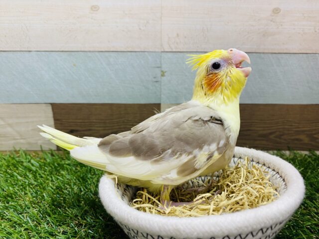 オカメインコ