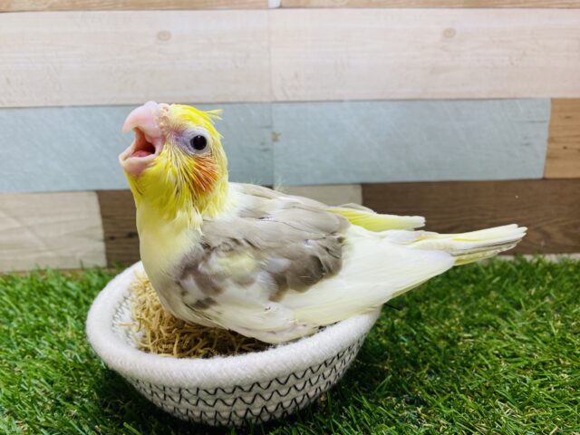 オカメインコ