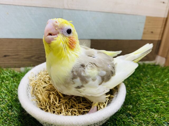 ミルクにちょこっとカフェオレ入れちゃいます🤎オカメインコのシナモンパイドカラー❗️