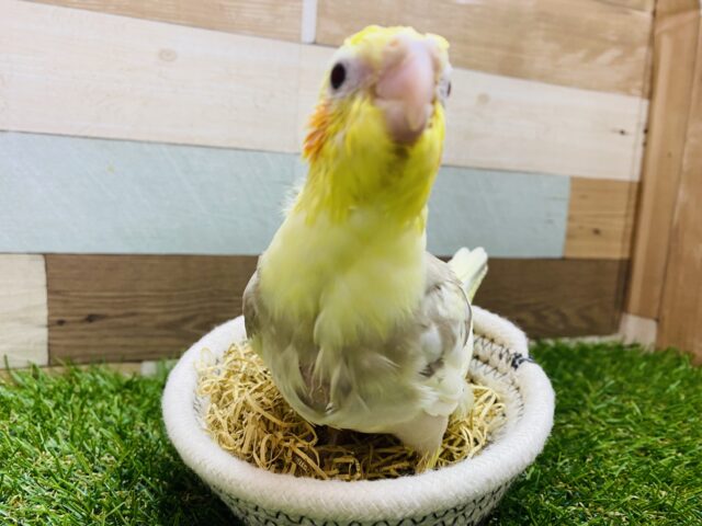 オカメインコ