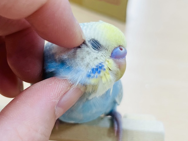 【動画更新🪄ひとり餌になりました⭐︎】美しく輝いてるみたい🌟セキセイインコ（パステルレインボースパングル）ヒナ