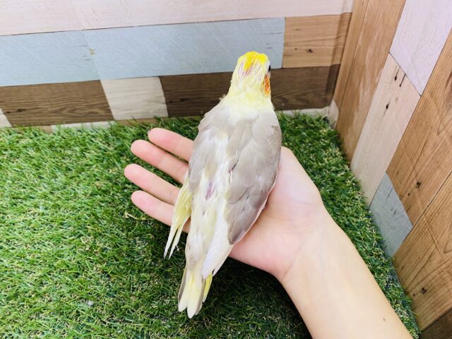 オカメインコ