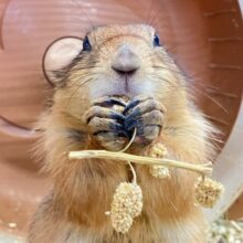 ✨️最新画像✨️食いしん坊のもちもちボディ‼️🫶オグロプレーリードッグ2023年4月生まれ