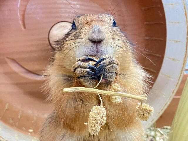 ✨️最新画像✨️食いしん坊のもちもちボディ‼️🫶オグロプレーリードッグ2023年4月生まれ