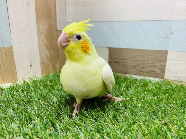 オカメインコ