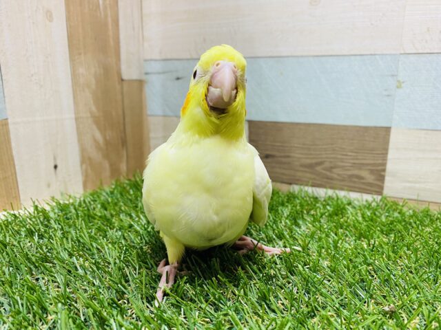 オカメインコ