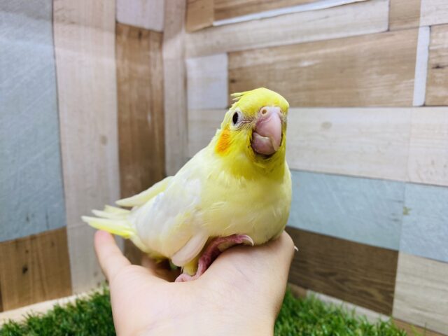 オカメインコ