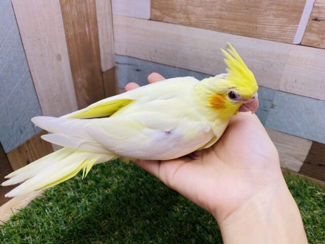 オカメインコ