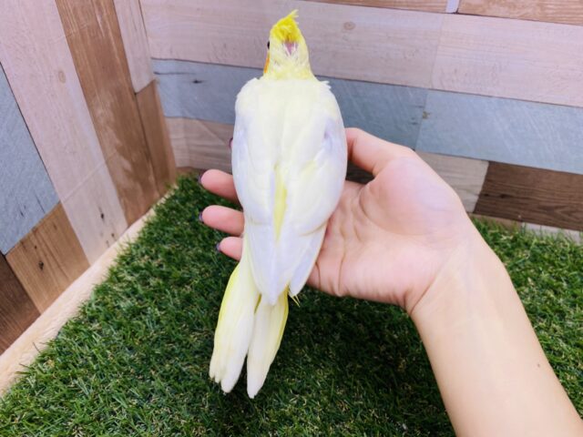 オカメインコ