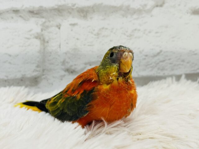 キキョウインコ（桔梗インコ）