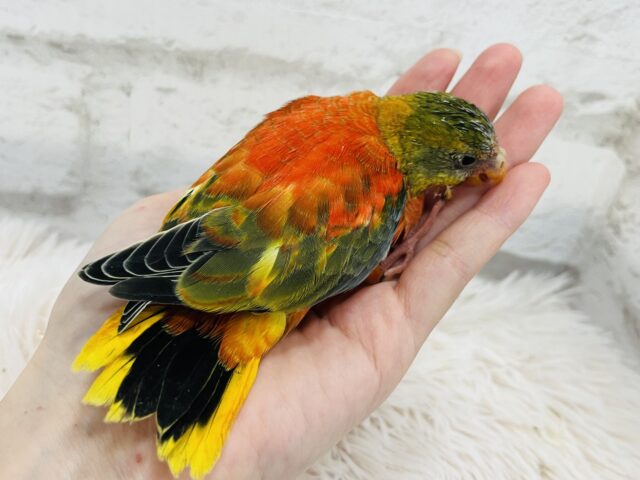 キキョウインコ（桔梗インコ）