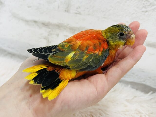 キキョウインコ（桔梗インコ）