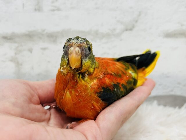 キキョウインコ（桔梗インコ）