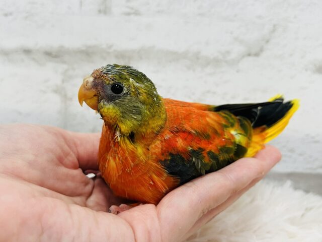 キキョウインコ（桔梗インコ）