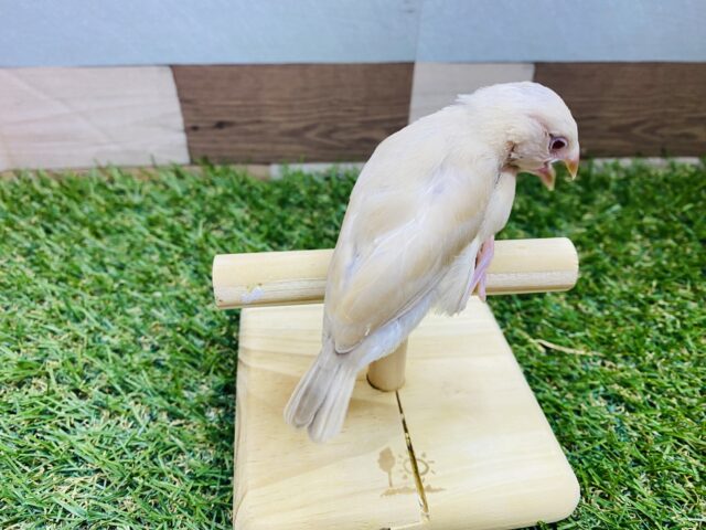 シナモン文鳥