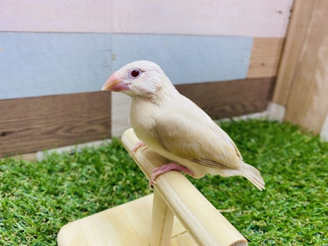 シナモン文鳥