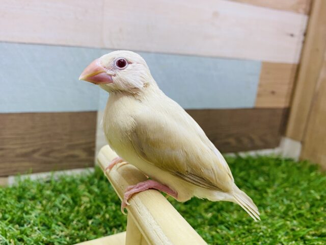 最新画像有ります❗️🍁秋を感じるおしゃれカラー✨シナモン文鳥のヒナ！！