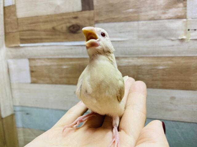 シナモン文鳥