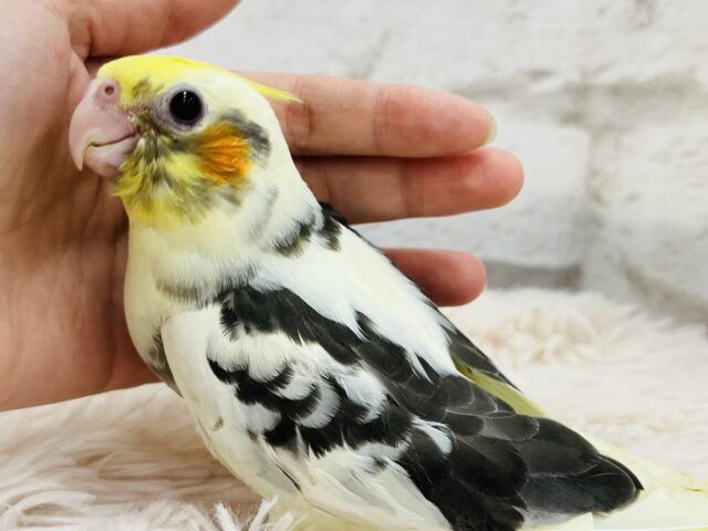 オカメインコ