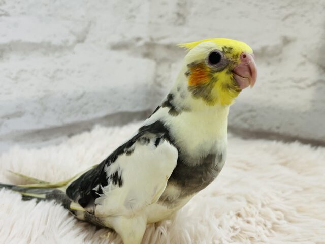 オカメインコ