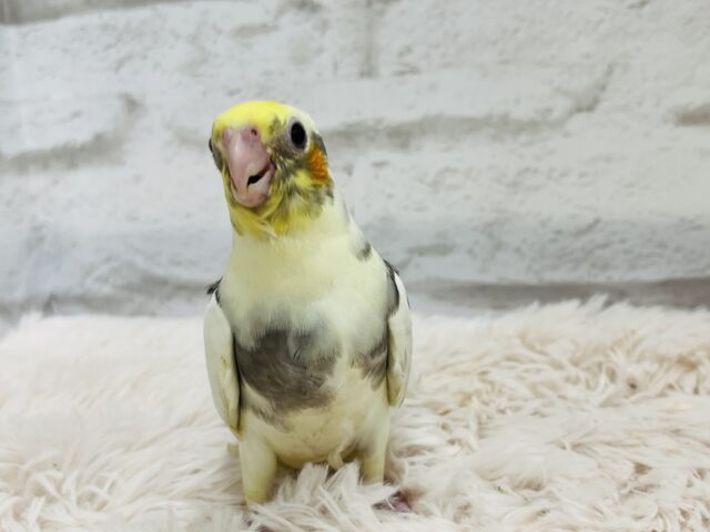 オカメインコ