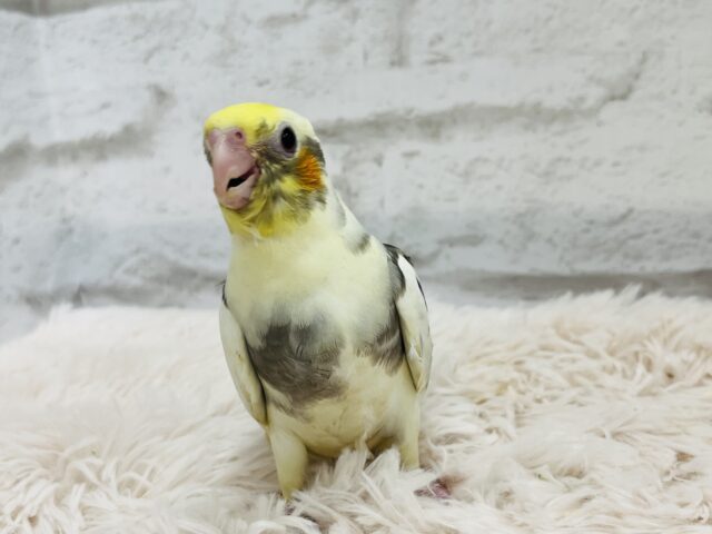 オカメインコ