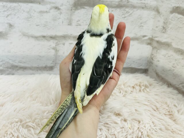 オカメインコ