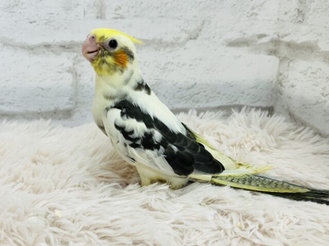 オカメインコ