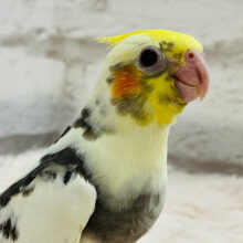 おめめくりんっくりんっ♡♡オカメインコ(パイド) ヒナ