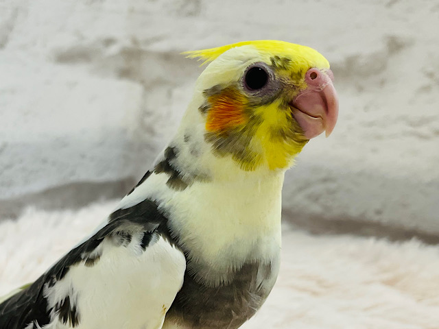 おめめくりんっくりんっ♡♡オカメインコ(パイド) ヒナ