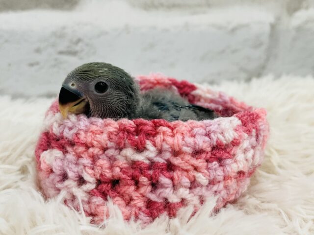 コザクラインコ（小桜インコ）