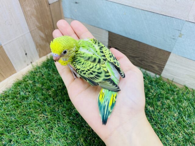 セキセイインコ