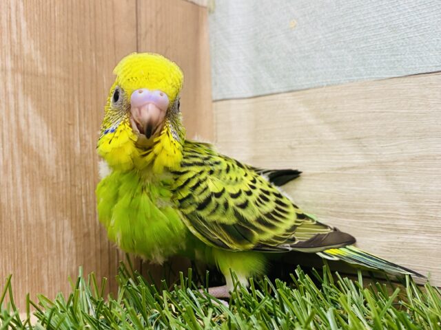 アピール上手にピロロロロ〜🎶セキセイインコのオパーリン💚