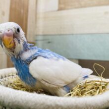 爽やかスマイルをみんなにお届け〜🩵白×青のセキセイインコ（パイド）