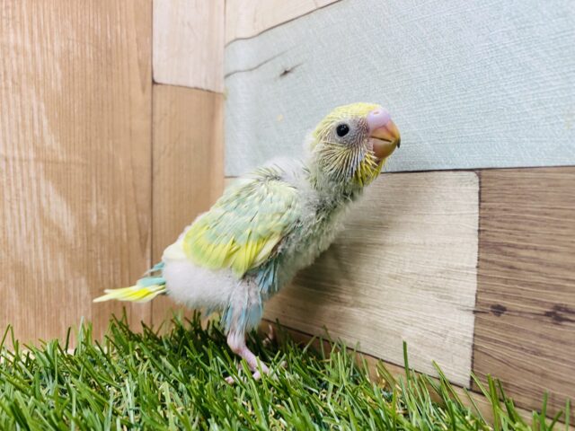 セキセイインコ