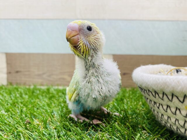 ふんわり優しいカラーです☺️💕優しく見守ってあげたくなるセキセイインコのパステルカラーレインボー🌈