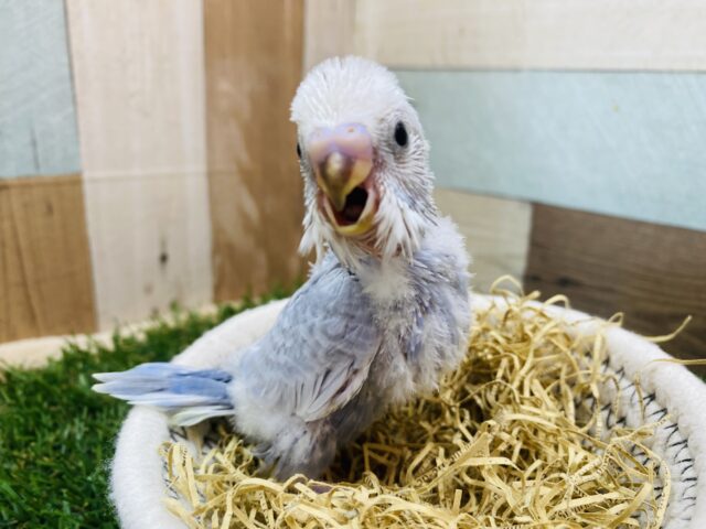 渋めカラーはお好きですかぁ⁉️ドヤ顔得意なセキセイインコ（グレースパングル）🩶