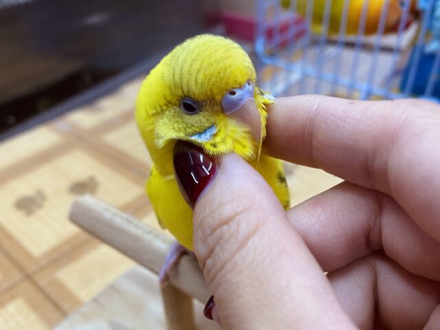 セキセイインコ