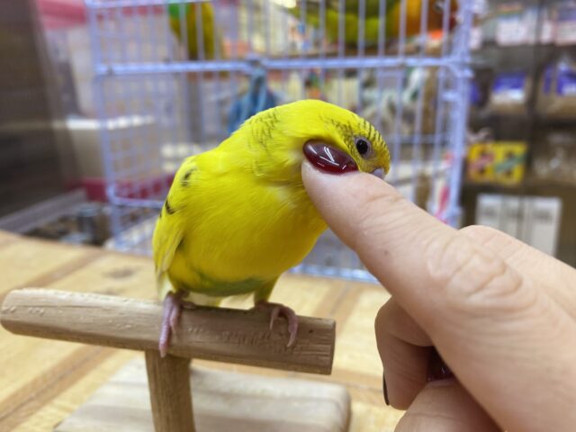 セキセイインコ