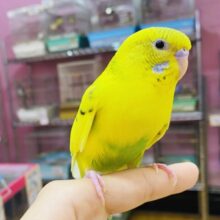 最新画像有ります✨元気いっぱい走り回るぞ💨やんちゃなセキセイインコ（黄ハルクイン）⭐️