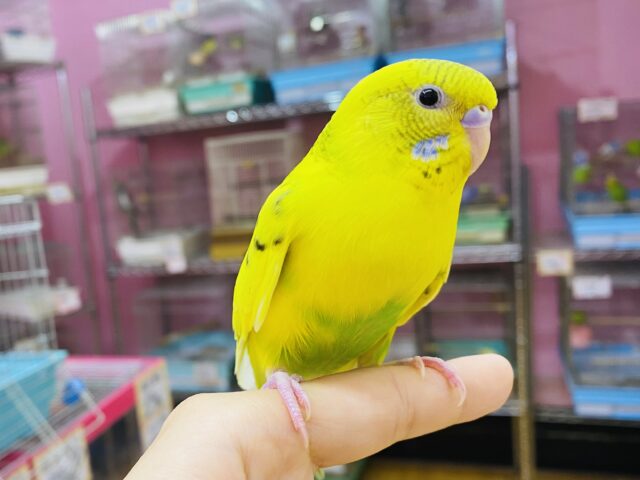 最新画像有ります✨元気いっぱい走り回るぞ💨やんちゃなセキセイインコ（黄ハルクイン）⭐️