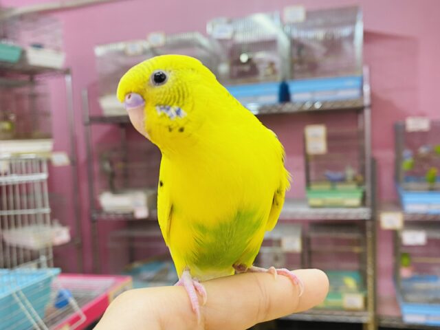 セキセイインコ